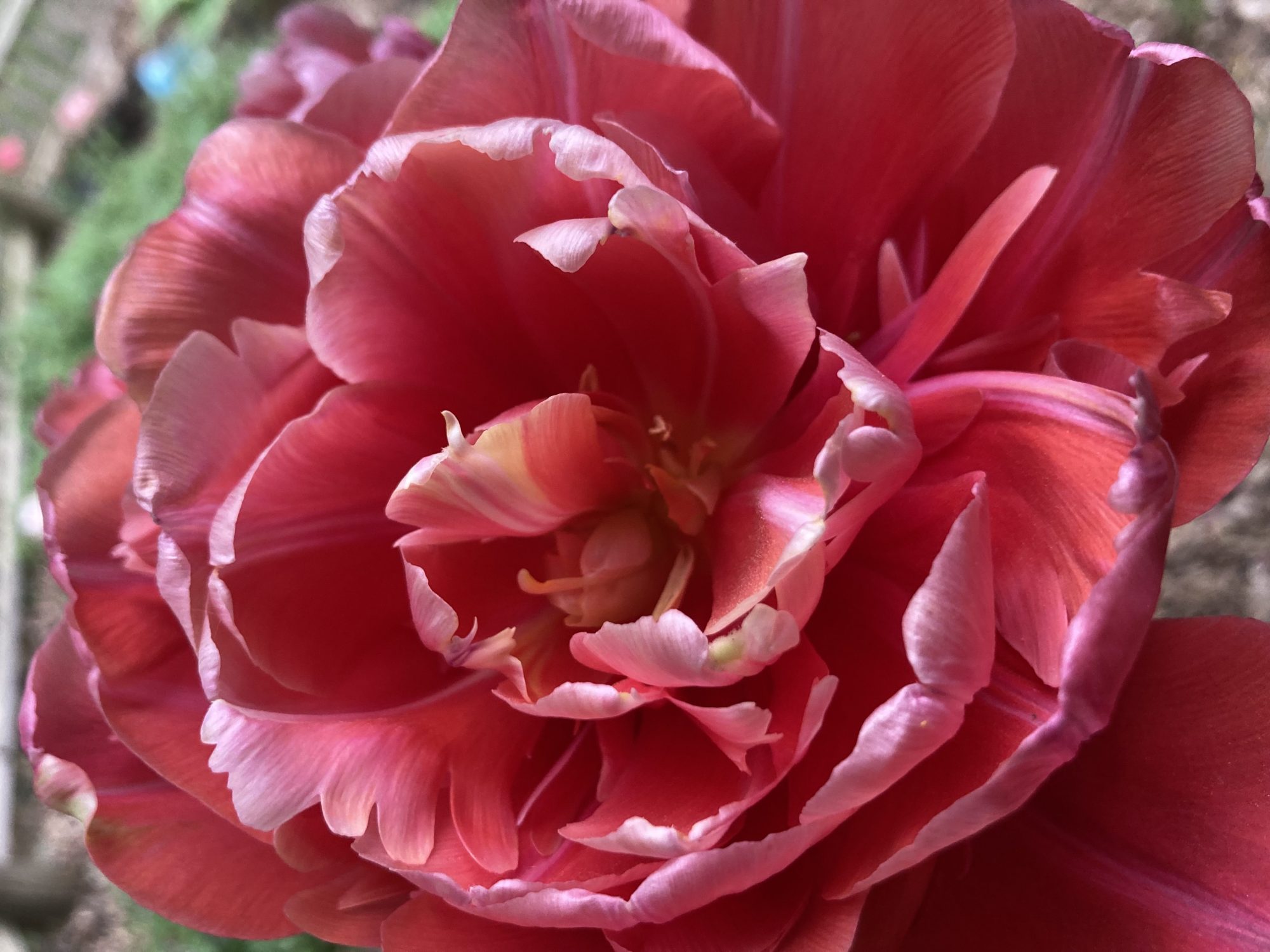 late spring postcards from the farm