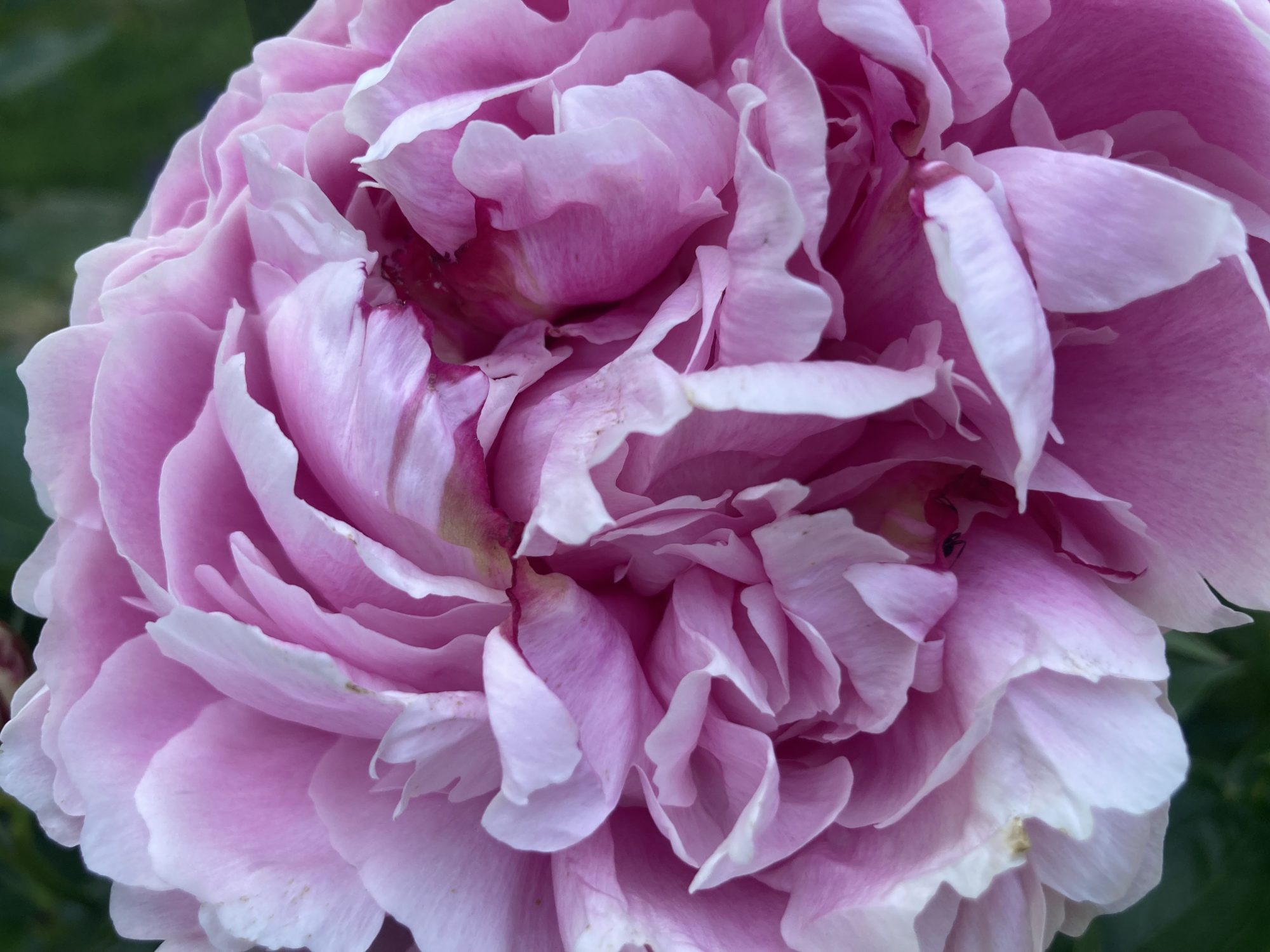 june blooms