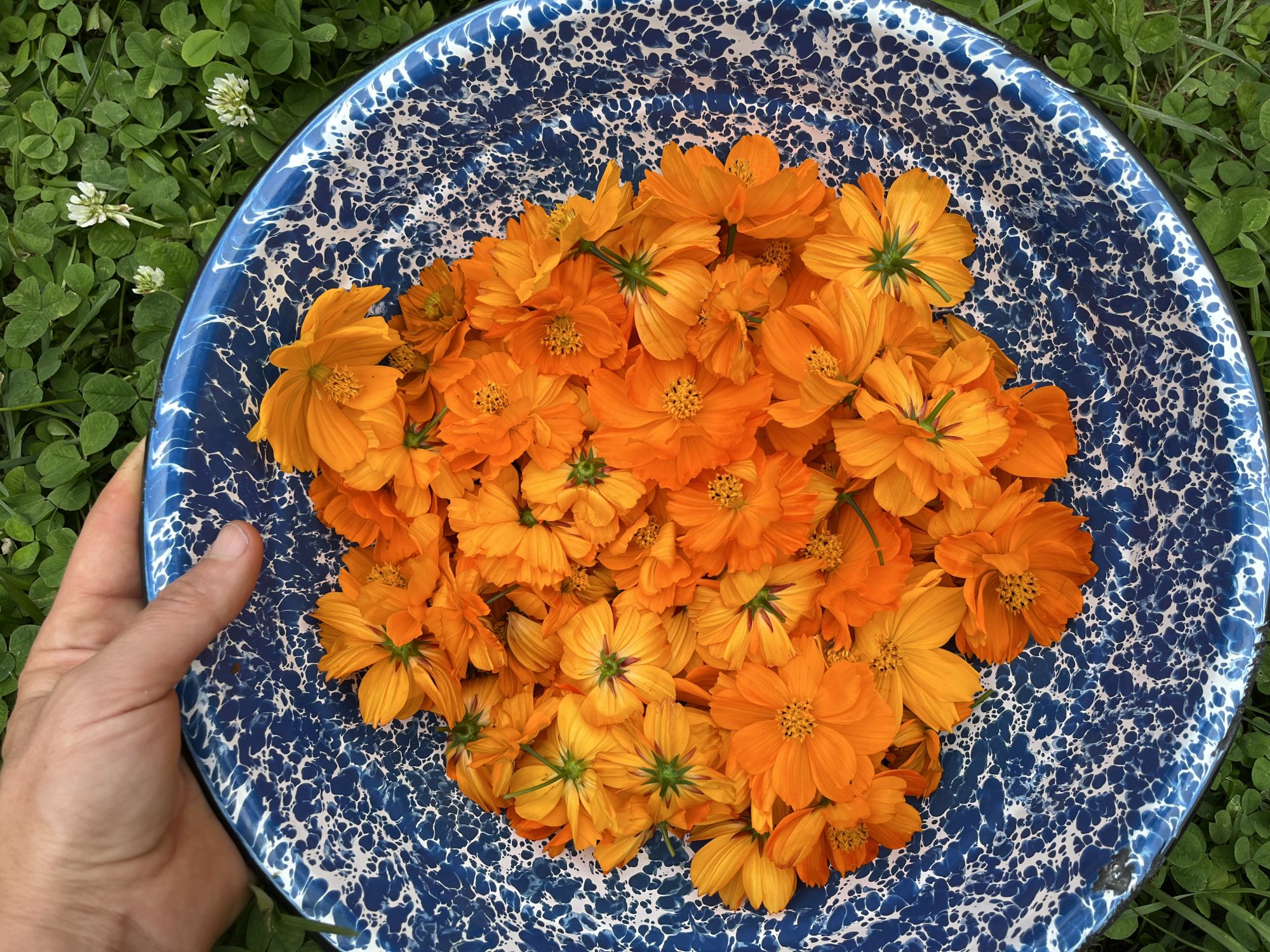 dye plants