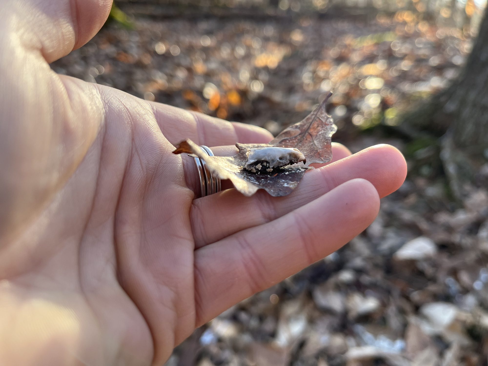 winter walks + owl pellets