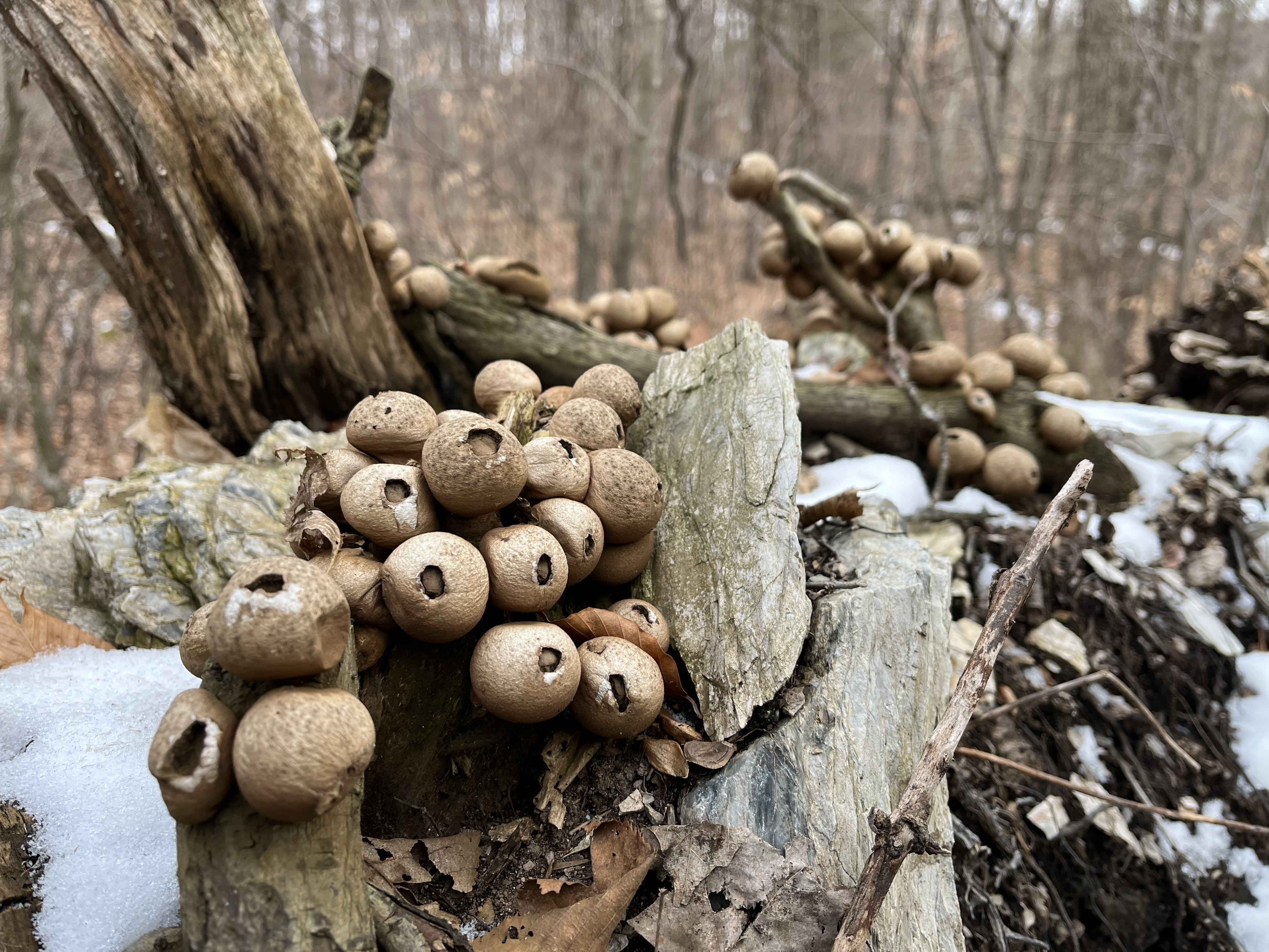 more winter walks
