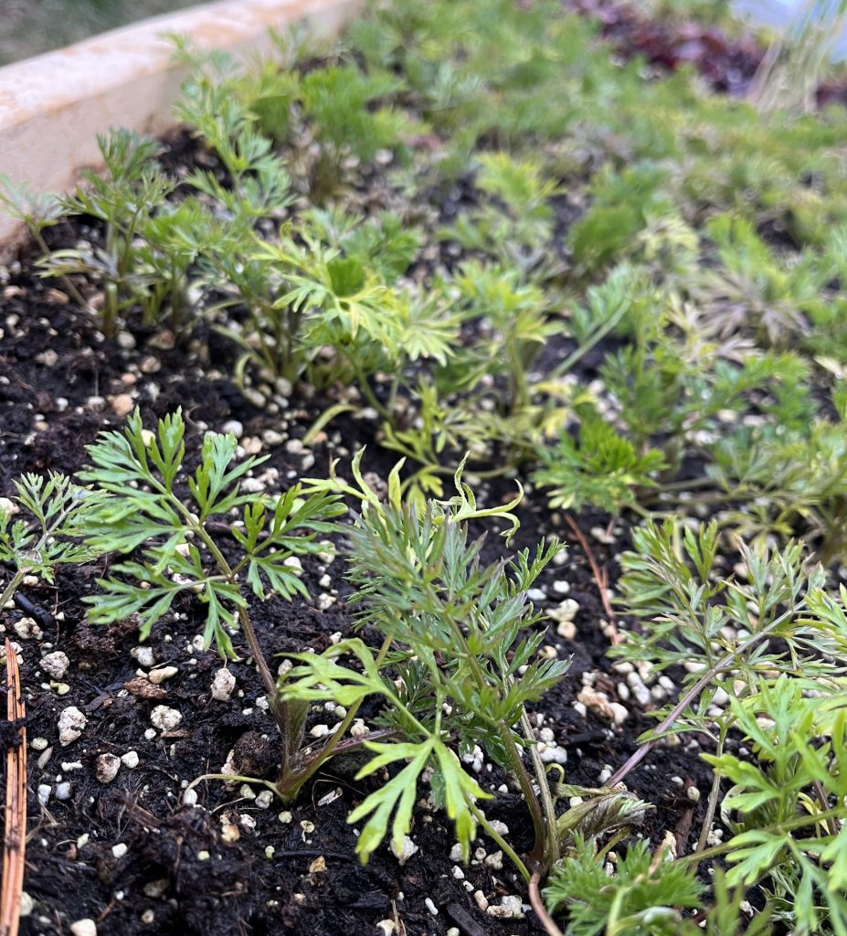 hoophouse carrots