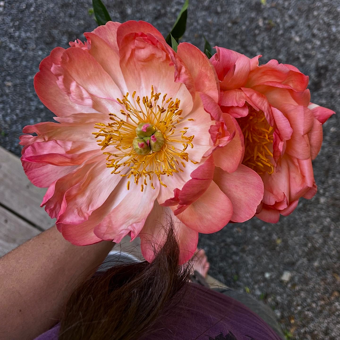 peonies, 2025