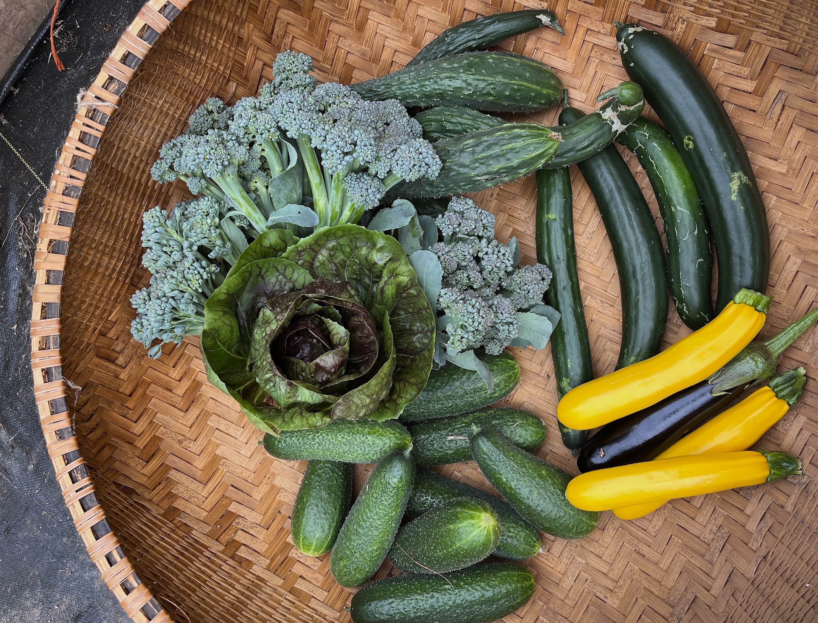 so many cucumbers….